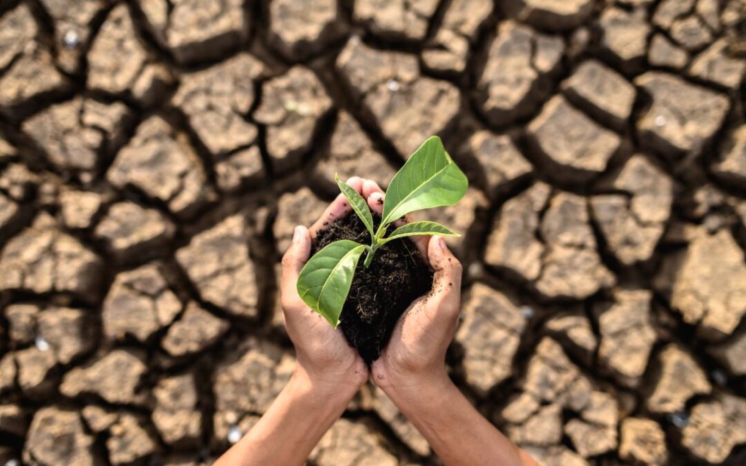 Estudio de impacto ambiental: arqueología