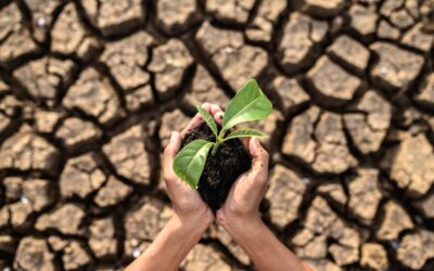 Estudio de impacto ambiental: arqueología